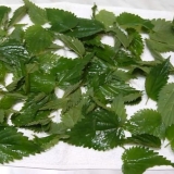 Da li je moguće zamrznuti koprivu za zimu: pravila i metode zamrzav...